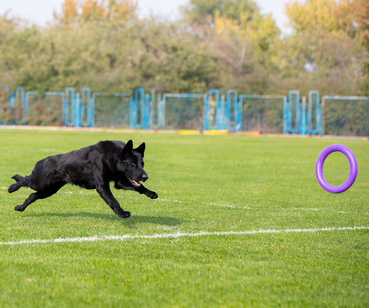 Why do you need to exercise your dog?